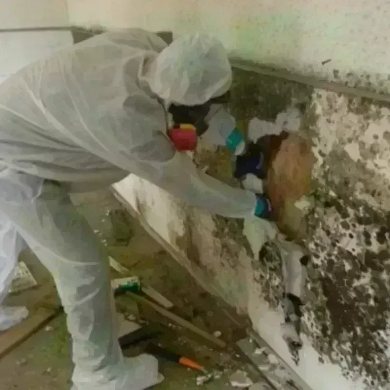 Mold Remediation and Removal in Concord, WI